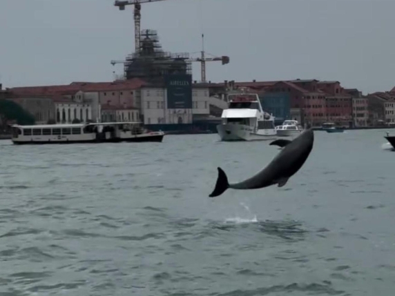 Un delfino nella laguna di Venezia: la storia di Mimmo e il dibattito sulla sua libertà