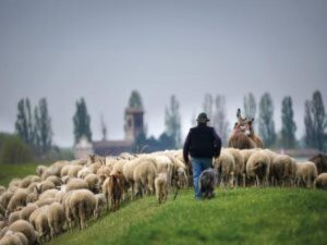 La Pastorizia in Lombardia: un'Attività Fondamentale per la Conservazione dell'Ambiente e la Promozione della Biodiversità
