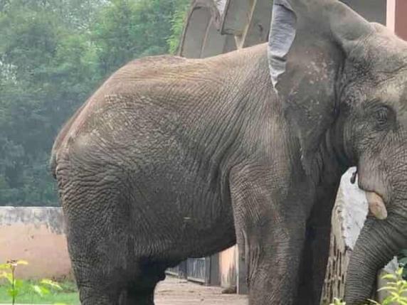 Morte di un elefante africano a causa di un raro virus trasmesso dai roditori: una preoccupazione per la salute degli animali in cattività