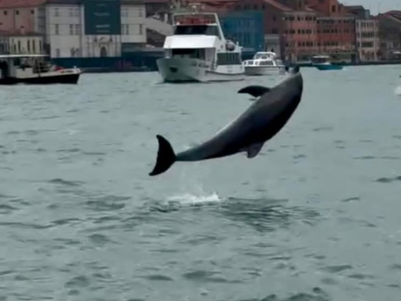 Un delfino di nome Mimmo chiama casa la Laguna di Venezia: scopriamo la sua storia e l&#039;importanza di proteggerlo