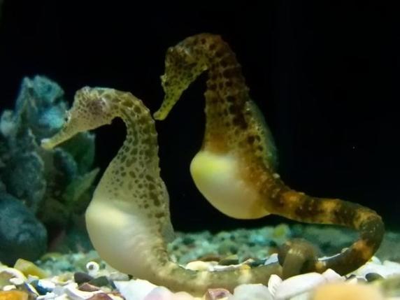 Il Cavalluccio Marino Maschio: Un Fenomeno Unico di Parto e Riproduzione nella Natura