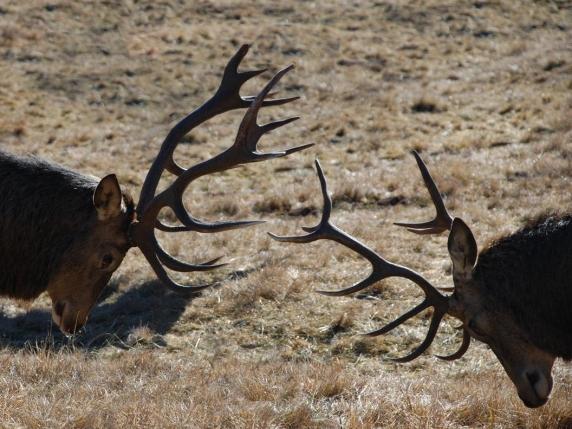 Parco dello Stelvio: riduzione del numero di cervi da caccia a 237