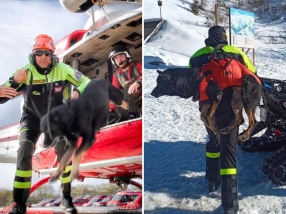 Cane soccorso Bergamo Hukkin frattura la colonna vertebrale durante una missione