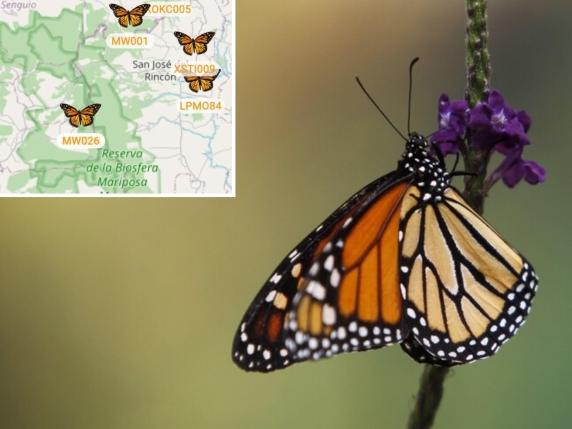Tracciamento GPS delle farfalle monarca: la prima volta che si conoscono rotte e tempi di migrazione dall&#039;USA al Messico