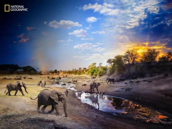 National Geographic: le foto dell'anno 2025 su squali, elefanti e migrazioni