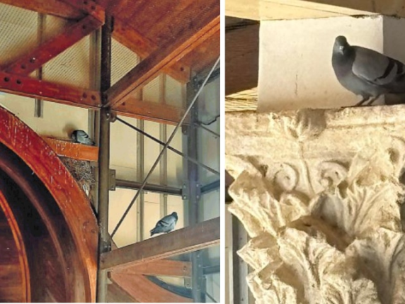 Mosaici di Piazza Armerina senza protezione: solo pulizia settimanale del guano dei piccioni