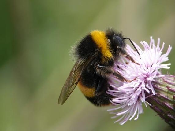 I bombi riconoscono la durata dei segnali visivi, dimostrando capacità neurali sorprendenti