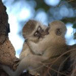 Il primo bacio risale a 21 milioni di anni fa: un gesto evolutivo condiviso da molte specie