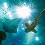 Declino costante di squali e razze: cause e conseguenze