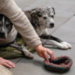 Trento elimina norma che impediva la confisca di animali in presenza di relazione stabile con i mendicanti