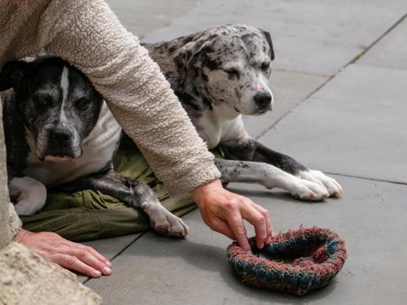 Trento elimina norma che impediva la confisca di animali in presenza di relazione stabile con i mendicanti
