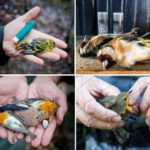 Bracconaggio in Lombardia: uccelli protetti uccisi aumentano del 52 % rispetto al 2024