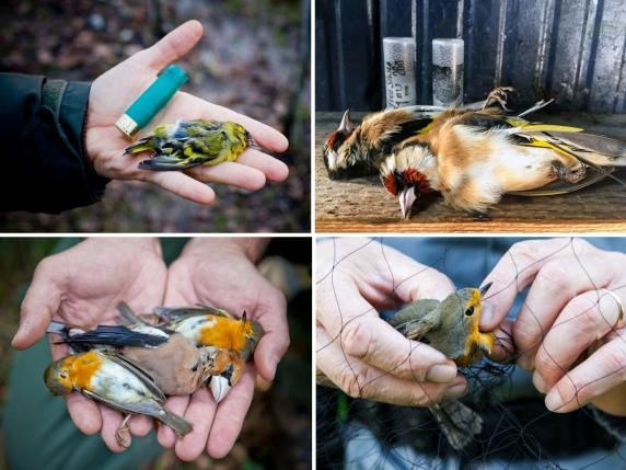 Bracconaggio in Lombardia: uccelli protetti uccisi aumentano del 52 % rispetto al 2024