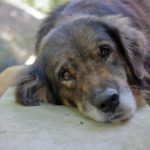 Come affrontare il lutto per la perdita di un animale domestico e quando considerare un nuovo compagno