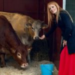 Mucca Minerva fuggita dal macello: più di due mesi di libertà