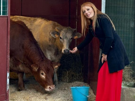 Mucca Minerva fuggita dal macello: più di due mesi di libertà