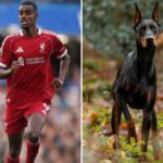 Isak Højer, minacciato di morte, acquista un Doberman addestrato per 34.000 euro