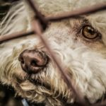 Sindaci non controllano i canili: gli animali rimangono maltrattati nonostante le leggi di tutela