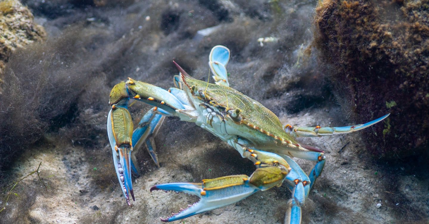 Specie invasive in Italia: 500 milioni di euro di danni annuali alla biodiversità e all'economia
