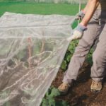 Proteggere le piante dalle gelate: coperture pratiche per l'inverno