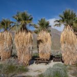 Washingtonia robusta: la palma che porta il nome di George Washington