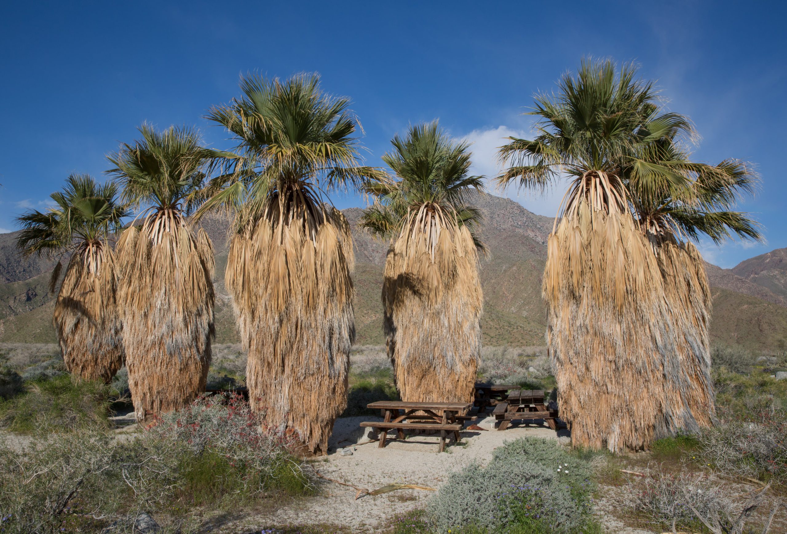 Washingtonia robusta: la palma che porta il nome di George Washington