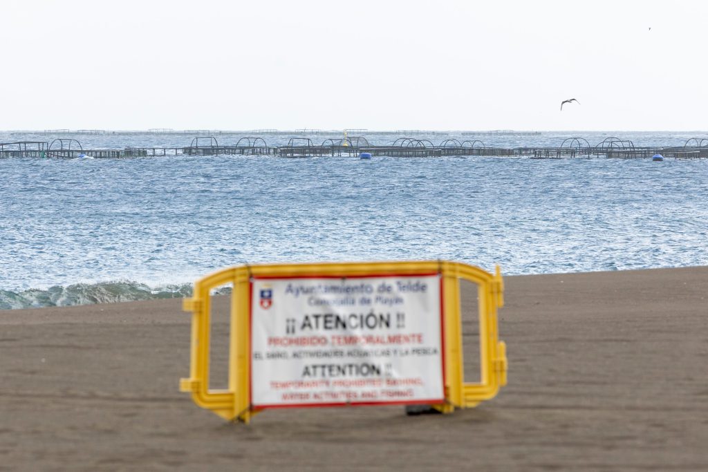 Migliaia di pesci morti chiudono una dozzina di spiagge a Gran Canaria