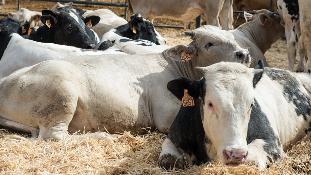 Companyia General Càrnia: dalla tradizione della Boqueria alla presenza globale
