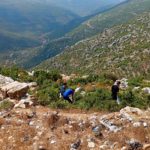 La raccolta di lauro in Siria: una lotta quotidiana per nutrire le famiglie