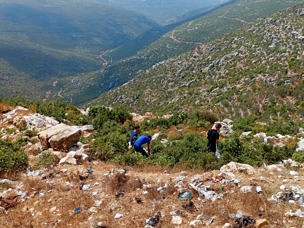 La raccolta di lauro in Siria: una lotta quotidiana per nutrire le famiglie