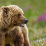 Orso bruno attacca comitiva scolastica in Canada: 11 feriti, 4 gravemente