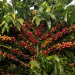 Perché il prezzo del caffè è salito: dal Brasile alle caffetterie di specialità in Spagna