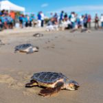 Tritoni alpini: il campo magnetico terrestre come bussola naturale