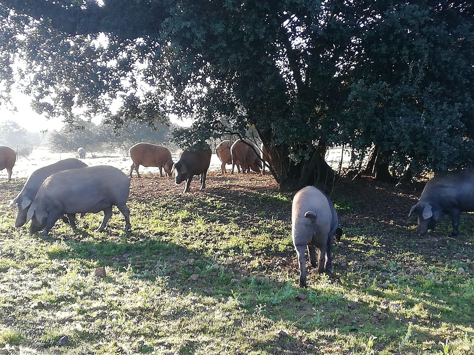 Guijuelo cambia regole per il prosciutto di bellota, innesca disputa tra le DOP spagnole