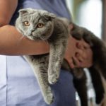 Il libro Cat Tales mette in dubbio la tradizionale storia della domesticazione del gatto