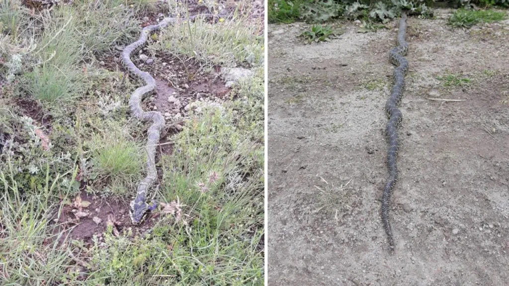 Avvistato serpente velenoso Engerek nel plateau di Orta Pınar, Afyonkarahisar