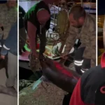 Pescatore di Hatay vende pesce spada da 115 kg a 65.000 TL al chilogrammo