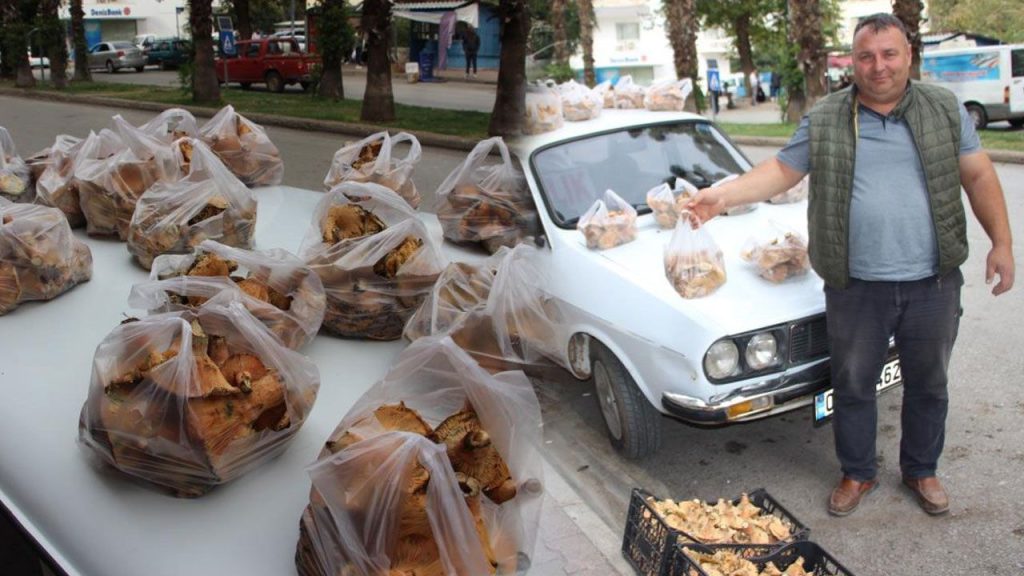 I Funghi di Pino: una Fonte di Reddito per la Comunità di Antalya