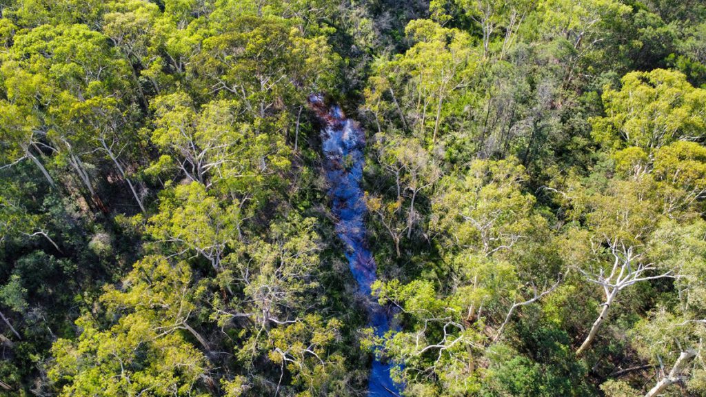 Rinuncia all&#039;ultimo minuto nel Dschungelcamp: cosa significa per la serie di successo