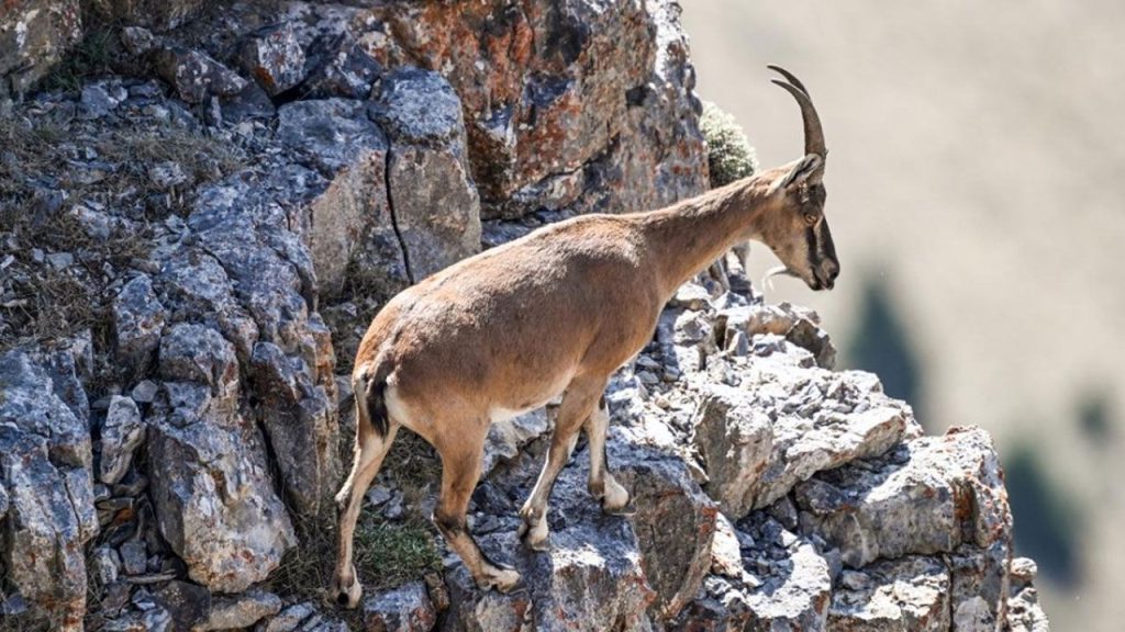 Caccia illegale in Turchia: tre individui multati per oltre 1 milione di lire turche per aver cacciato capre selvatiche protette