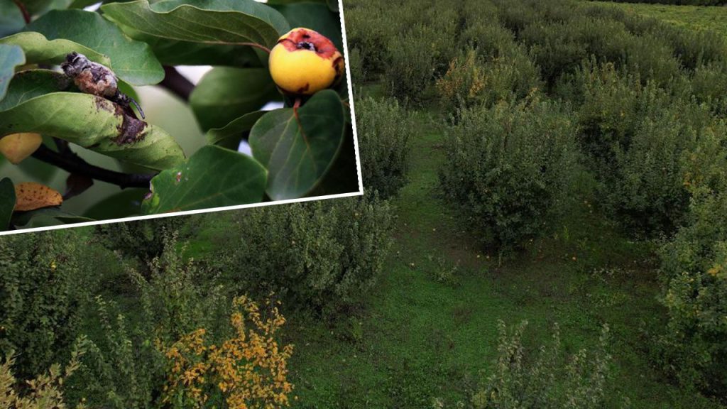 Disastro per la produzione di ayva in Turchia: il gelo agricolo devasta il raccolto nella regione di Sakarya
