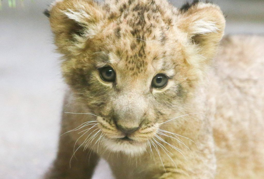 Cucciolo di leone sulle ginocchia di un uomo in Germania: un episodio inquietante che solleva interrogativi sulla sicurezza e la responsabilità