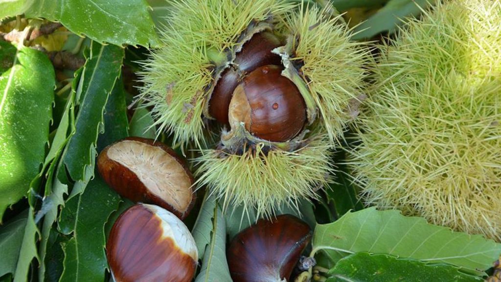 Progetto di Coltivazione di Castagne a Düzce: Opportunità di Sostegno per gli Agricoltori Locali con un Contributo del 75% da parte del Ministero