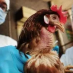 Influenza aviaria H5 scoperta nelle province belghe di Limburg e Namur