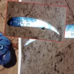 Pesce di oltre tre metri avvistato sulla spiaggia di Penguin, Tasmania