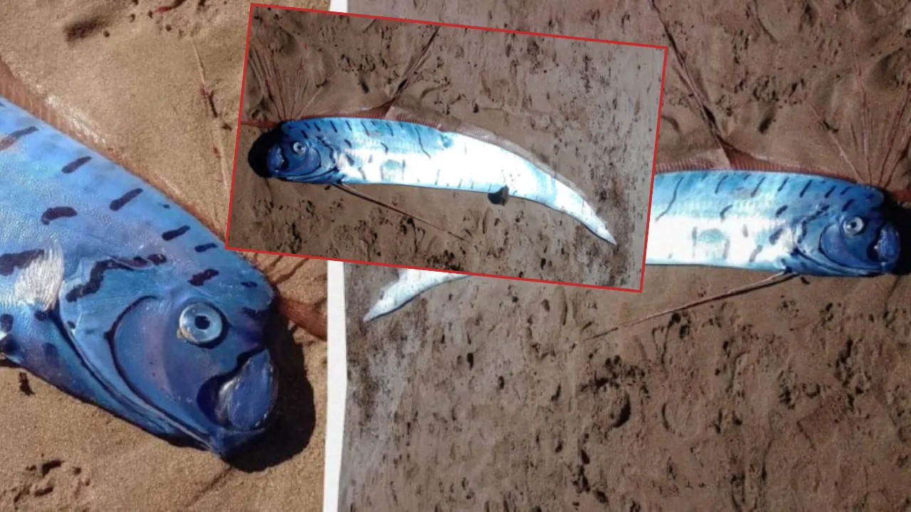 Pesce di oltre tre metri avvistato sulla spiaggia di Penguin, Tasmania