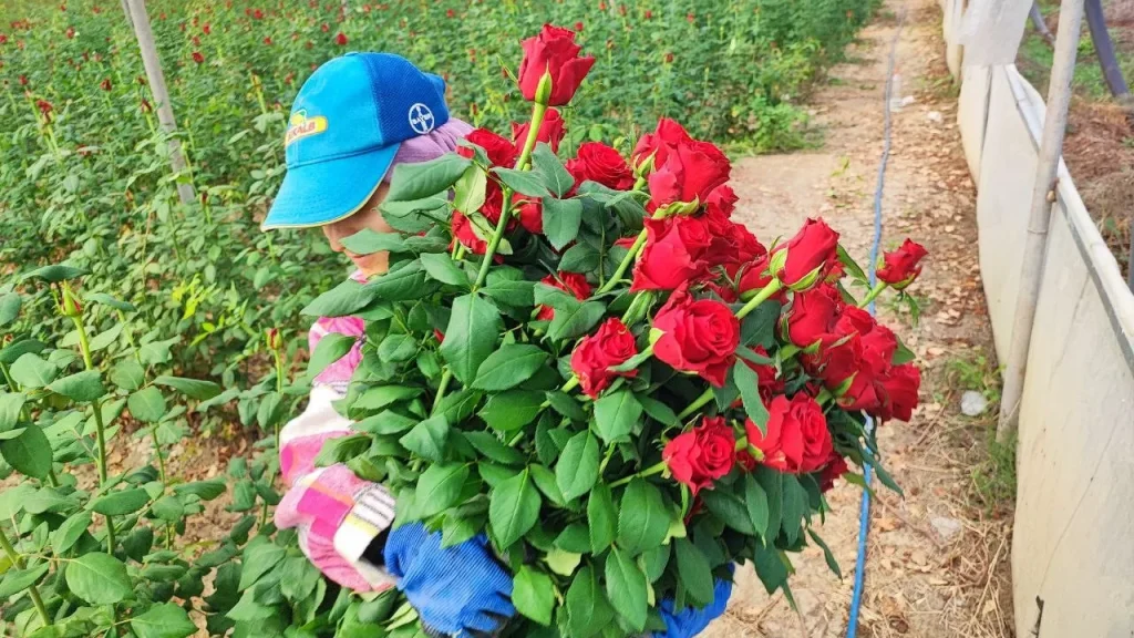 Rose in serre ad Adana: costo di produzione e prezzo di vendita ai fioristi