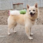 Cane Corny attende da oltre un anno in un rifugio di NRW: i custodi chiedono aiuto per trovare un nuovo proprietario