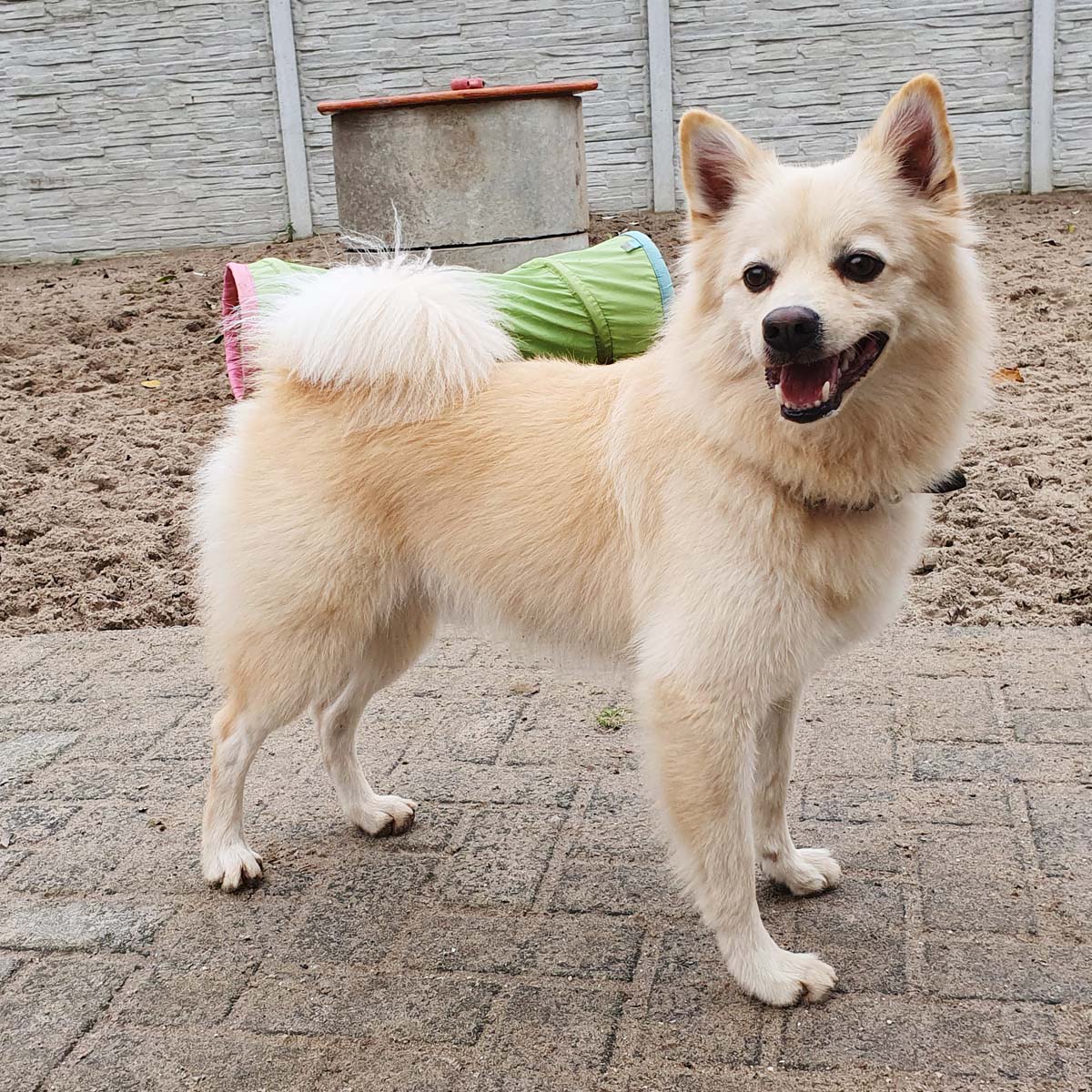 Cane Corny attende da oltre un anno in un rifugio di NRW: i custodi chiedono aiuto per trovare un nuovo proprietario