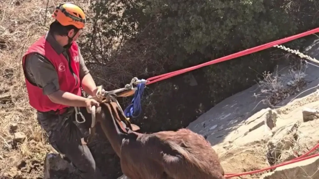 Richiesta di invio del testo completo dell’articolo per procedere con traduzione e ottimizzazione SEO